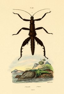 キジの殻、1833-39 作： French School